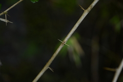 Berberis aristatoserrulata, photograph 曾昱承 Yu-Cheng Zeng, CC BY, iNaturalist via GBIF