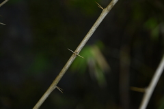 Berberis aristatoserrulata, photograph 曾昱承 Yu-Cheng Zeng, CC BY, iNaturalist via GBIF