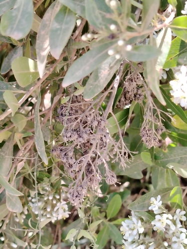 Image of Escallonia bifida by (c) Lucía Groposo, some rights reserved (CC BY)