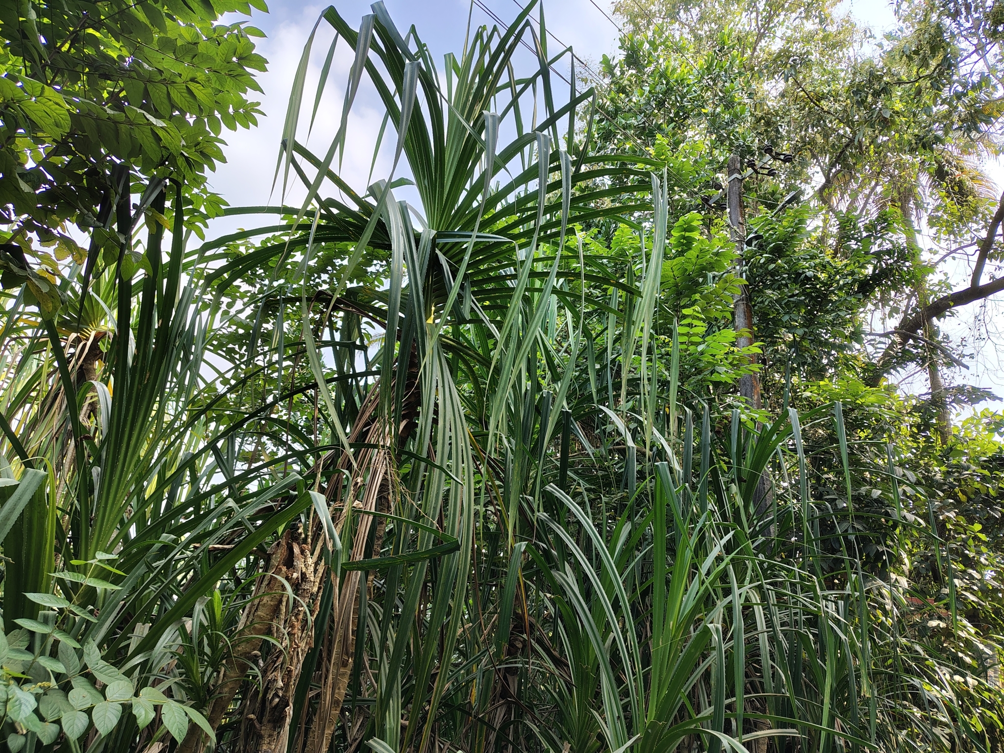 Imagem de Pandanus