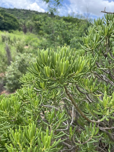 Kleinia barbertonica