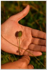 Scabiosa praemontana