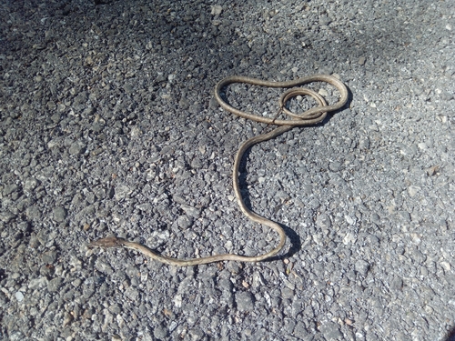 Gulf Coast Vine Snake