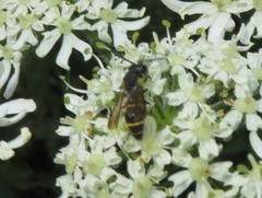 Symmorphus bifasciatus
