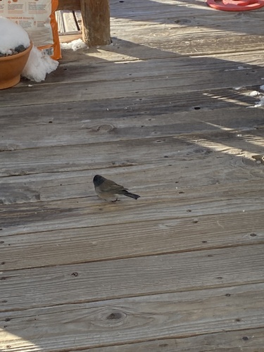 Dark-eyed Junco photographed in Wyoming