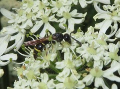 Symmorphus bifasciatus