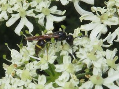 Symmorphus bifasciatus