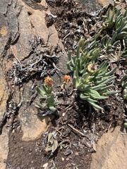 Hereroa glenensis, photograph author not stated, no rights reserved
