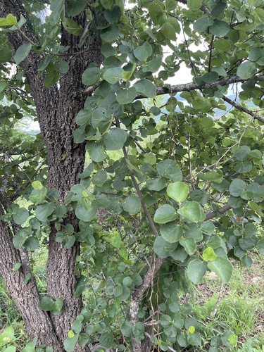 Foto de Maiden's Bush