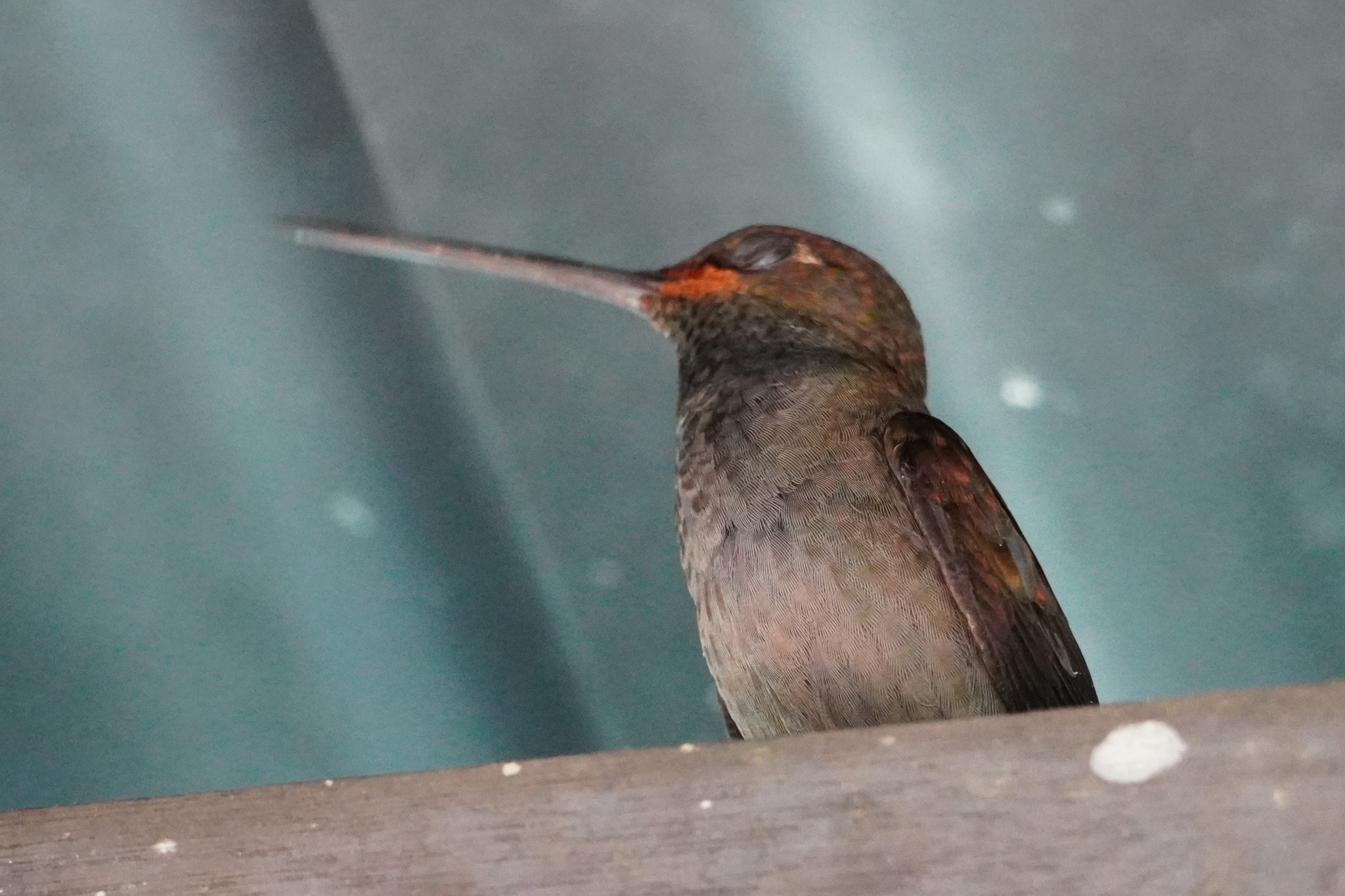 Rufous-gaped Hillstar (Urochroa bougueri), photo 6