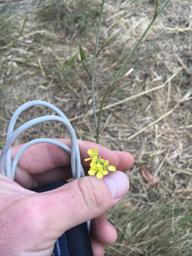 iNaturalist observation photo of mustard family
