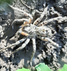 Lycosa singoriensis