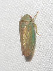 Polana quadrinotata
