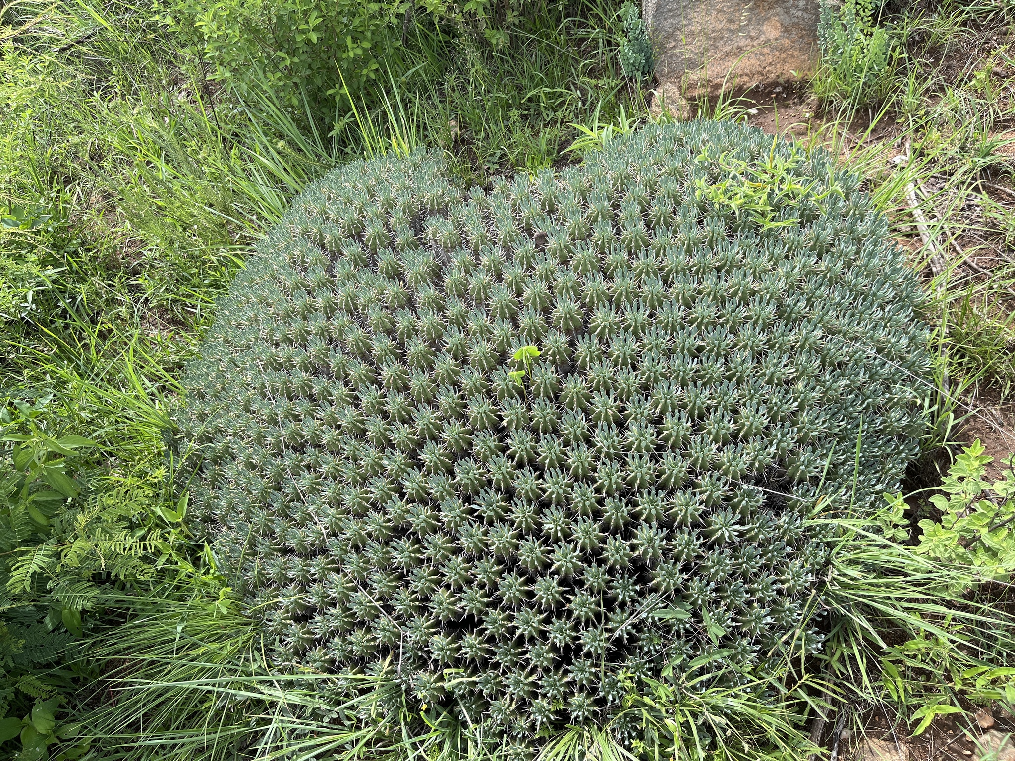 Imagem de Colchão-de-sogra