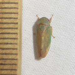 Polana quadrinotata