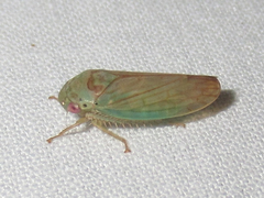 Polana quadrinotata