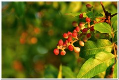 Pistacia atlantica mutica