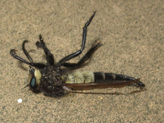 Promachus painteri