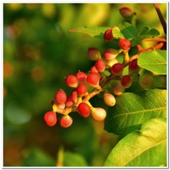 Pistacia atlantica mutica