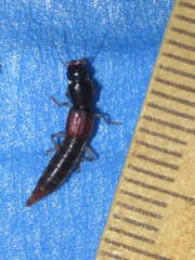 Pinophilus