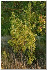 Amygdalus