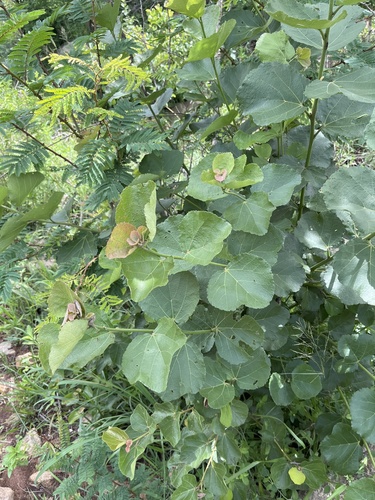 Foto de Maiden's Bush