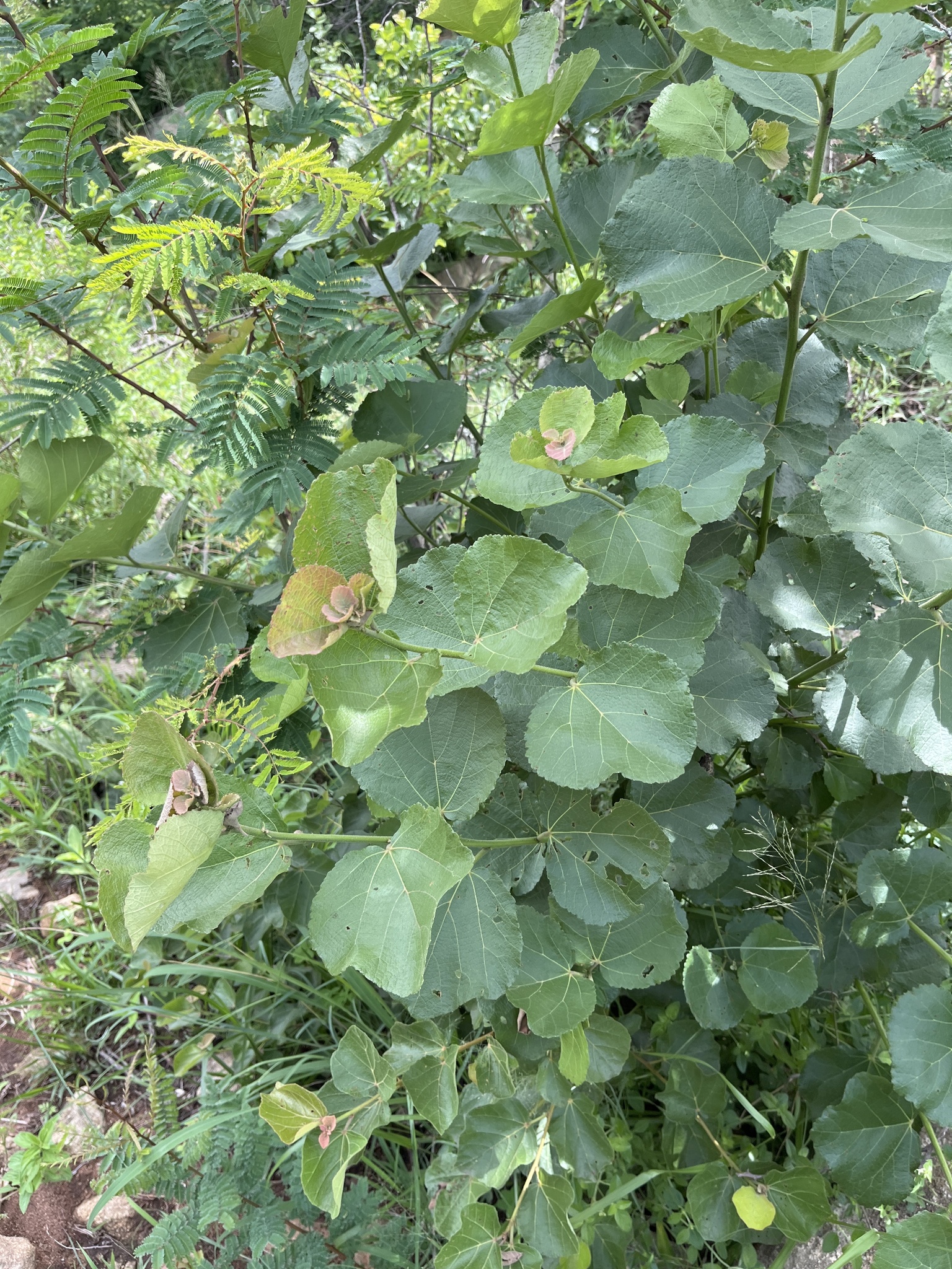 Imagem de Maiden's Bush