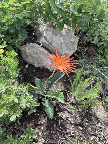 Barberton daisy