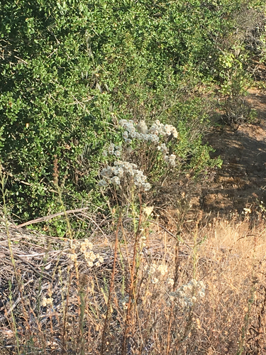iNaturalist observation photo of cudweeds, everlastings, and pussytoes