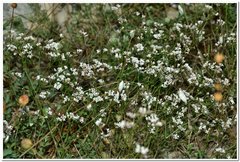 Asperula supina
