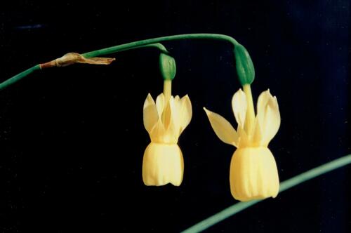 Narcissus triandrus (Narcissus triandrus)