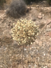 Allium ampeloprasum