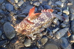 Redfin Waspfish photo 3