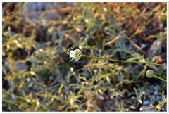 Cephalaria uralensis
