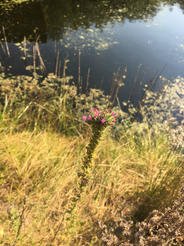 iNaturalist observation photo of denseflower willowherb