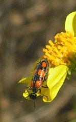 Eupompha elegans perpulchra