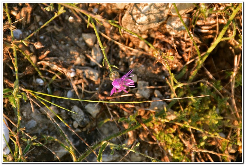 Centaurea caprina