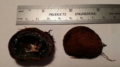 Elaphomyces muricatus