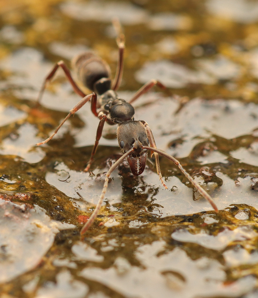 Mayaponera constricta