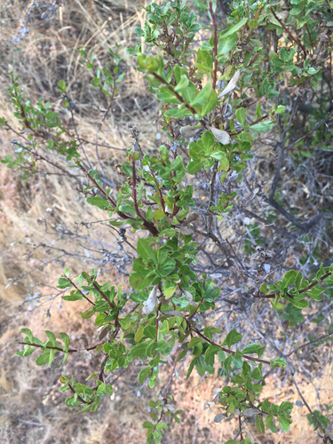 iNaturalist observation photo of coyote brush