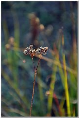 Rumia crithmifolia