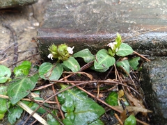 Lepidagathis inaequalis