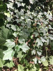 Ribes alpinum