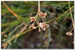Rumia crithmifolia