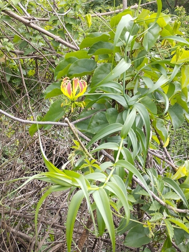 flame lily