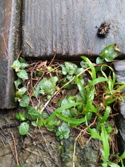 Lepidagathis inaequalis