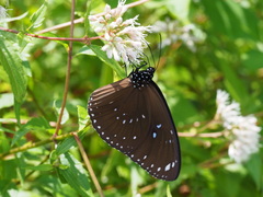 Euploea sylvester swinhoei