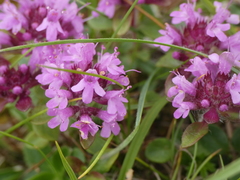 Thymus praecox polytrichus