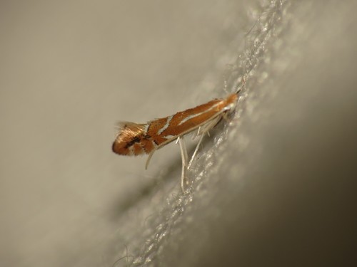 Firethorn Leafminer