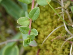Thymus praecox polytrichus